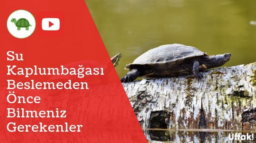 Su Kaplumbağası Bakımı - Video Rehberi