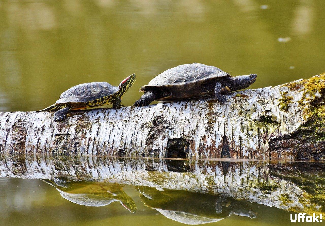 su kaplumbağaları